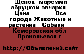 Щенок  маремма абруцкой овчарки › Цена ­ 50 000 - Все города Животные и растения » Собаки   . Кемеровская обл.,Прокопьевск г.